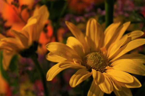 Floral Vibrance Photograph